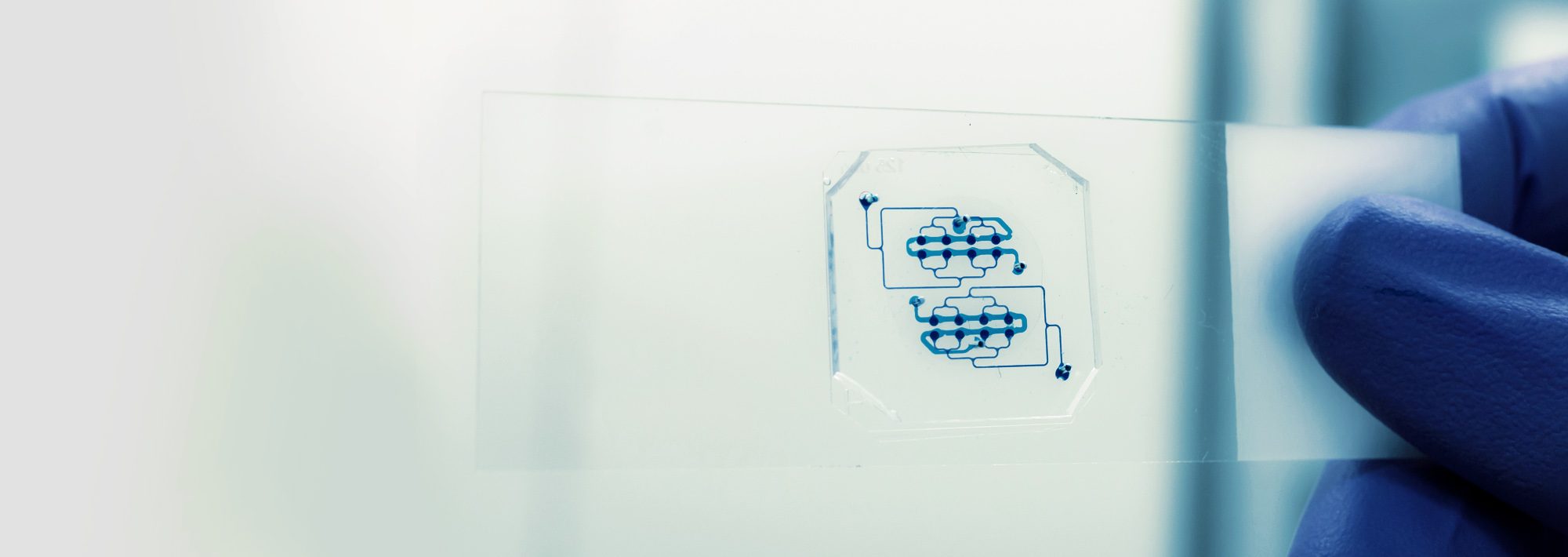 EUROoC (Organ on a Chip)